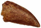 Serrated Raptor Tooth - Real Dinosaur Tooth #353373-1